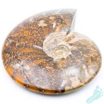 Polished Ammonite Fossil 1