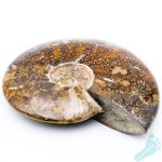 Polished Ammonite Fossil 2