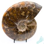 Polished Ammonite Fossil 9
